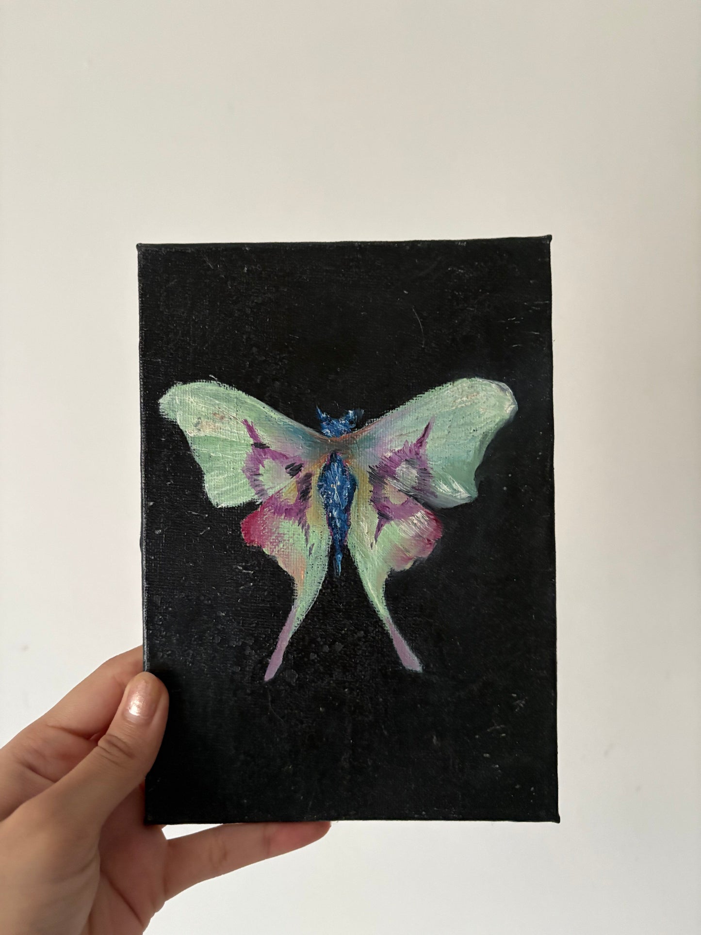 Chinese Moon Moth