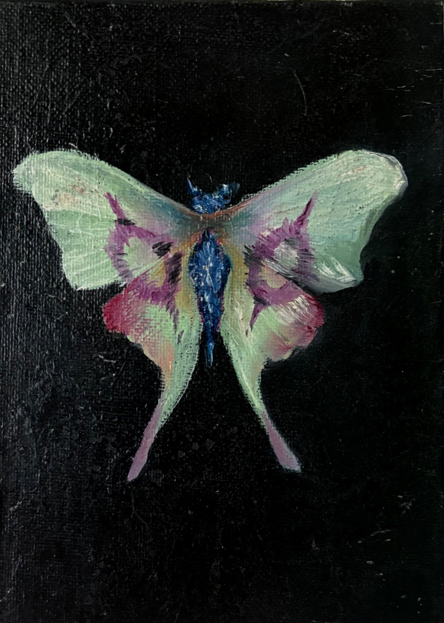 Chinese Moon Moth