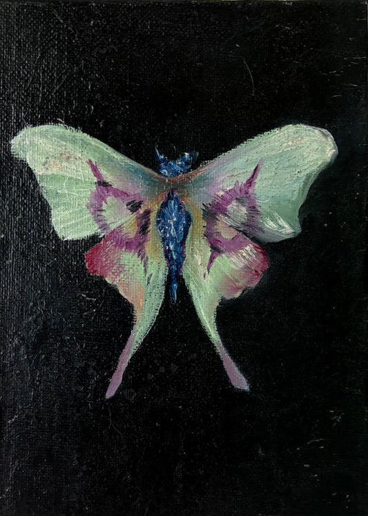 Chinese Moon Moth